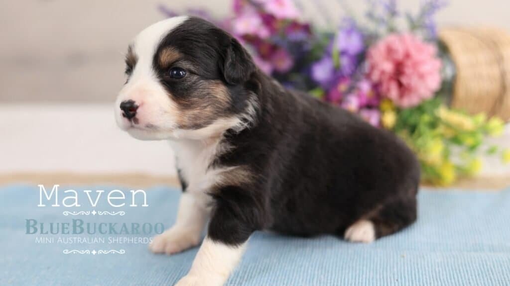 Cute black and white Mini Aussie puppy sitting on a blue mat.