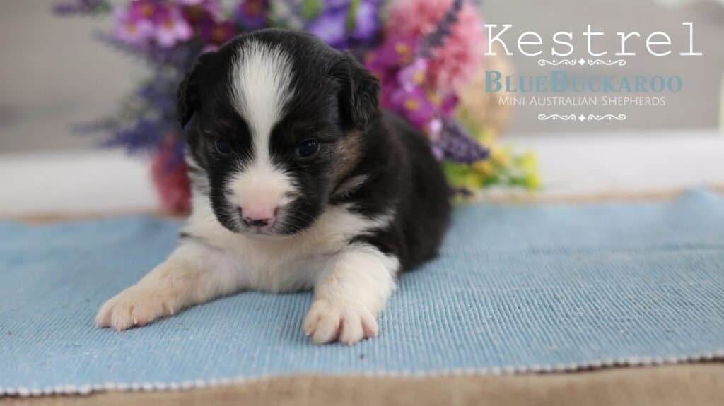 Adorable black and white Mini Aussie puppy lying on a blue mat.