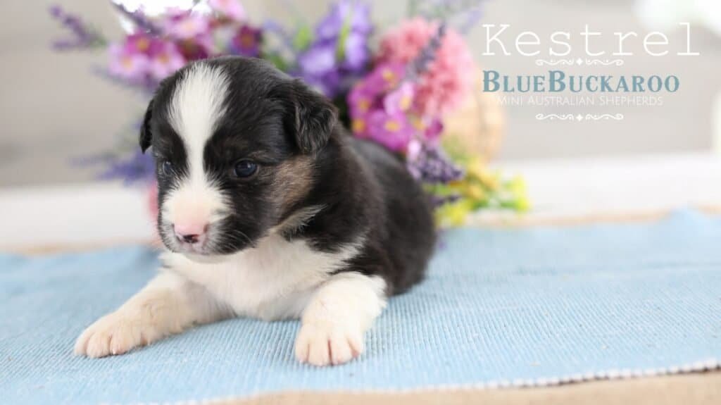 Adorable Mini Aussie puppy with black, white, and tan markings on a blue mat.