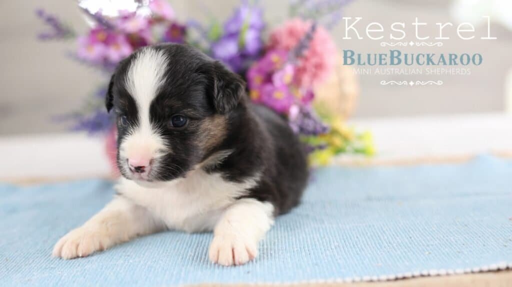 Adorable Mini Aussie puppy with black, white, and tan markings.
