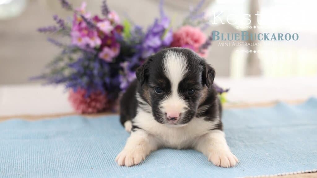 Cute black and white Mini Aussie puppy sitting on a blue mat.