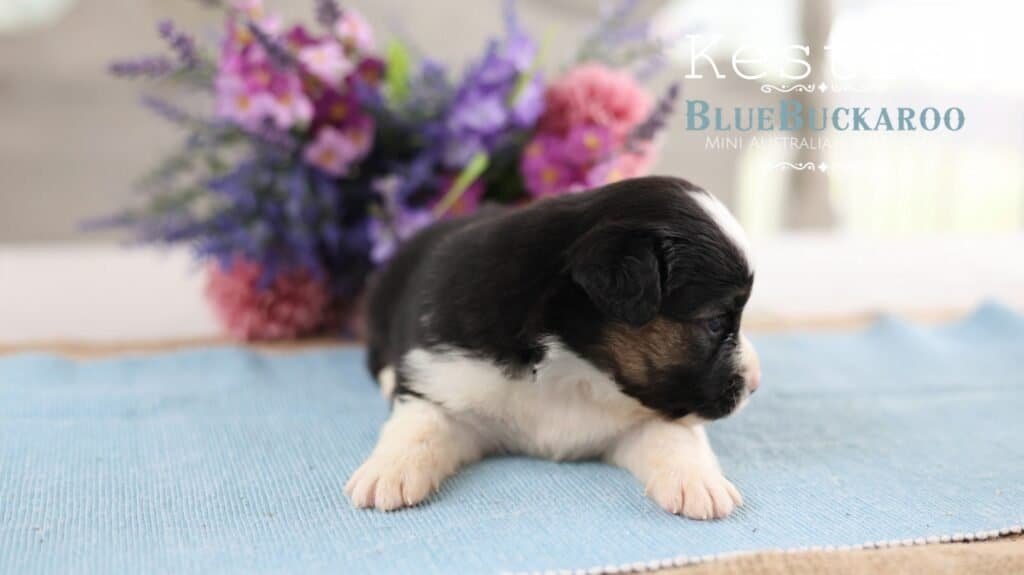 Cute black and white Mini Aussie puppy on blue blanket with flowers in background.