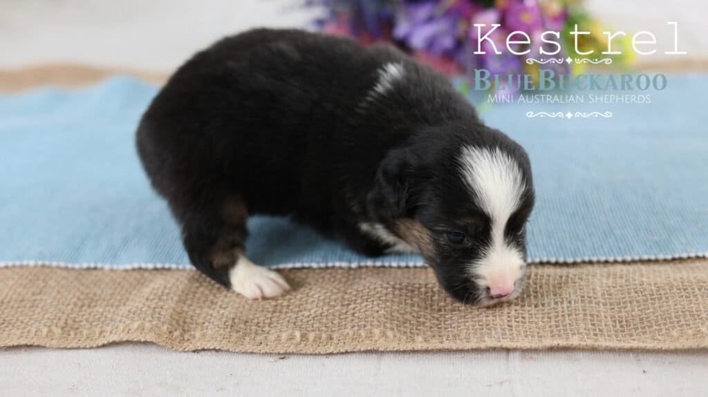 Adorable black and white Mini Aussie puppy on blanket.