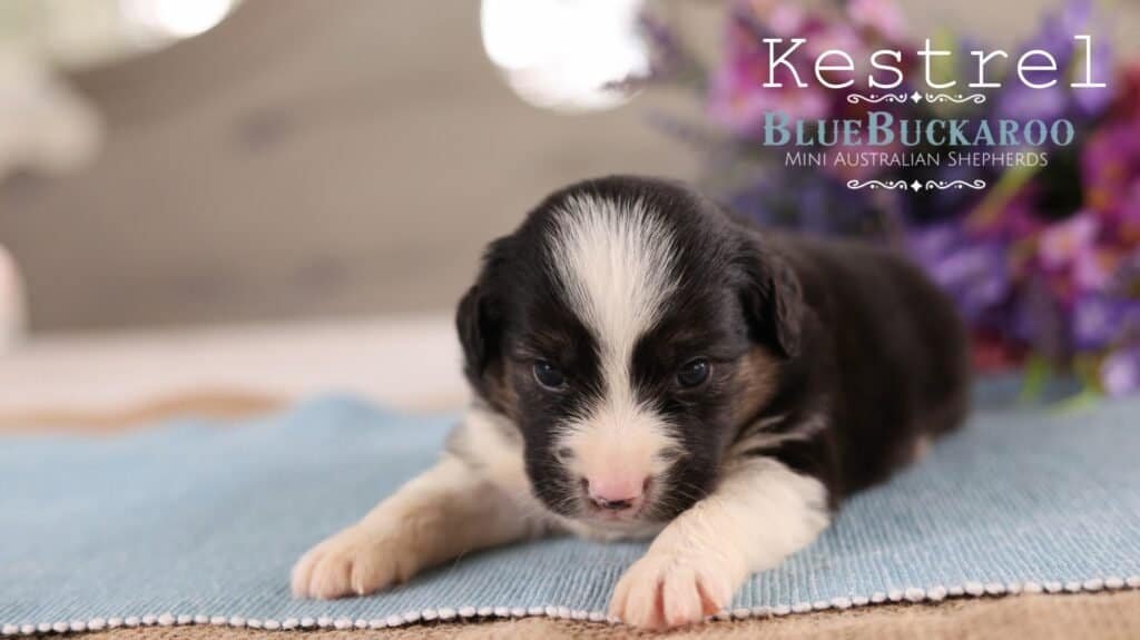 Adorable Mini Aussie puppy lying on a blue mat with purple flowers in background.