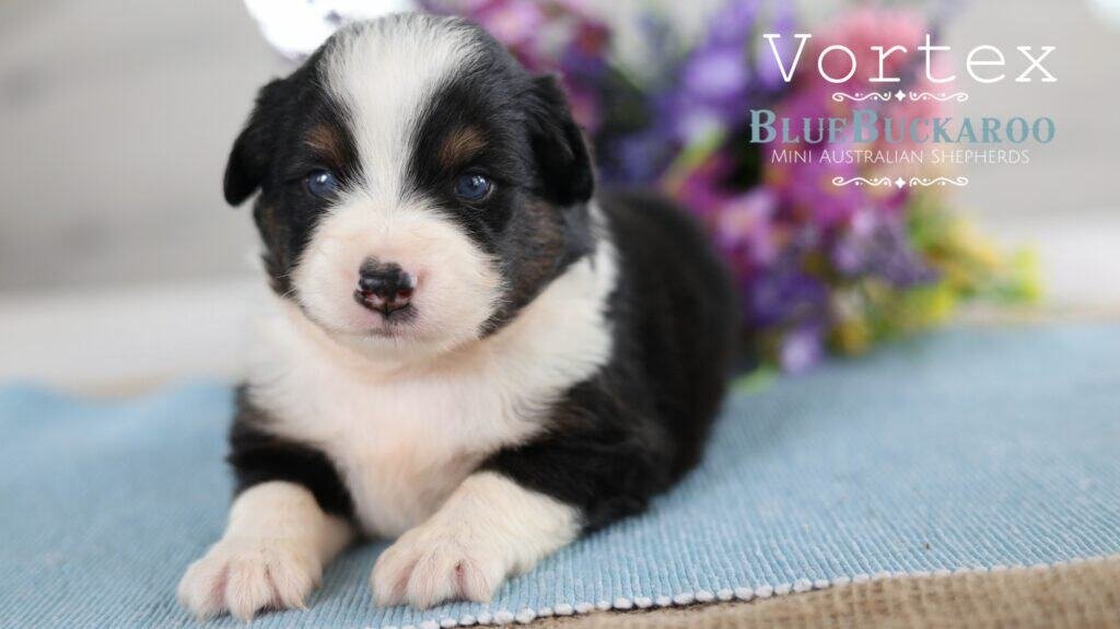 Adorable Mini Aussie puppy with black and white coat and blue eyes.
