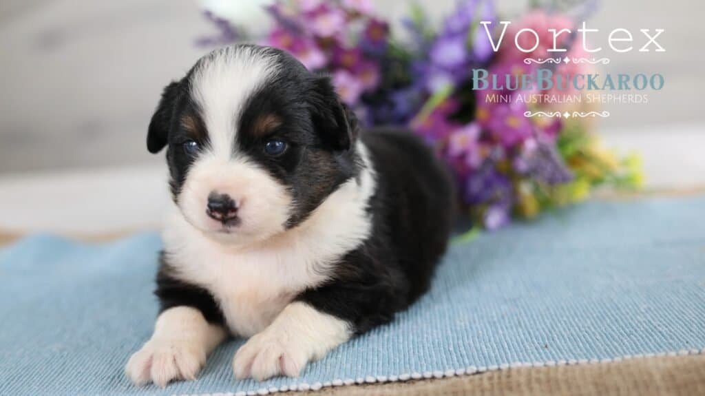 Adorable black and white Mini Aussie puppy lying on a blue mat.