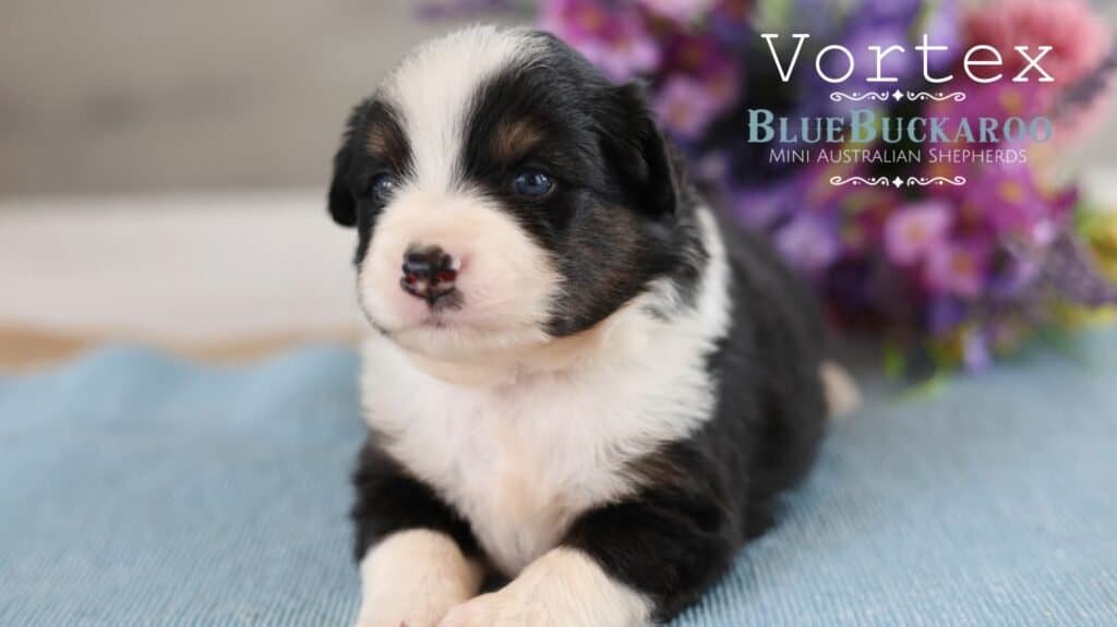 Adorable Mini Aussie puppy with black and white coat and blue eyes.