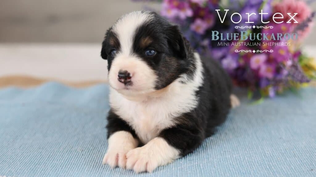 Adorable black and white Mini Aussie puppy with blue eyes.