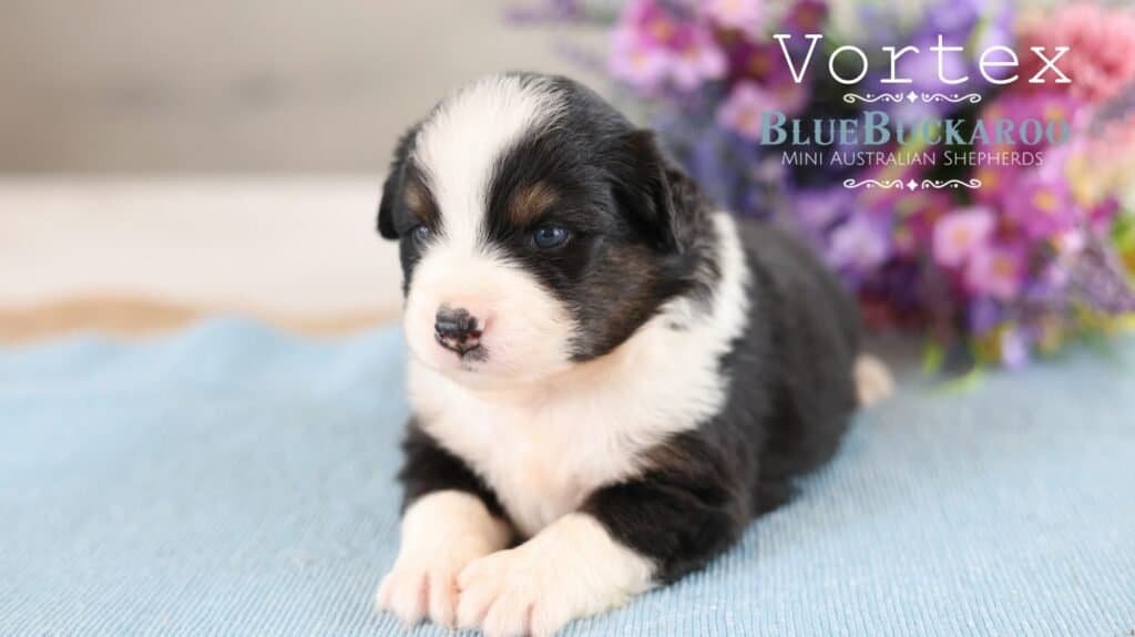 Adorable Mini Aussie puppy with black and white coat and blue eyes.