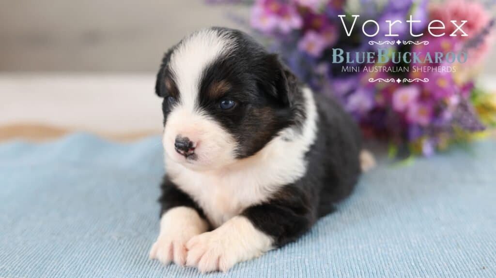 Adorable black and white Mini Aussie puppy with blue eyes.