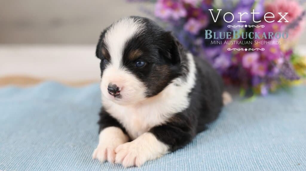 Adorable black and white Mini Aussie puppy with blue eyes.