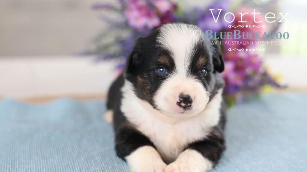 Adorable Mini Aussie puppy with blue eyes and black and white coat.
