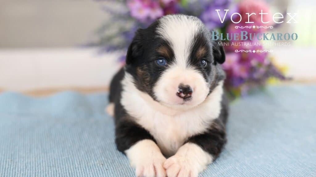 Adorable Mini Aussie puppy with blue eyes on a blue blanket.