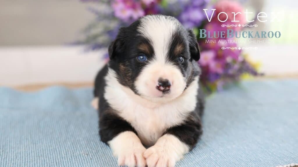 Cute Mini Aussie puppy with blue eyes on a blue blanket.