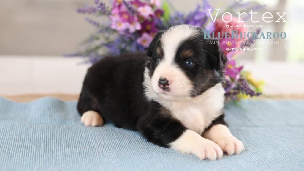 Adorable Mini Aussie puppy lying on a blue blanket with purple flowers in background.