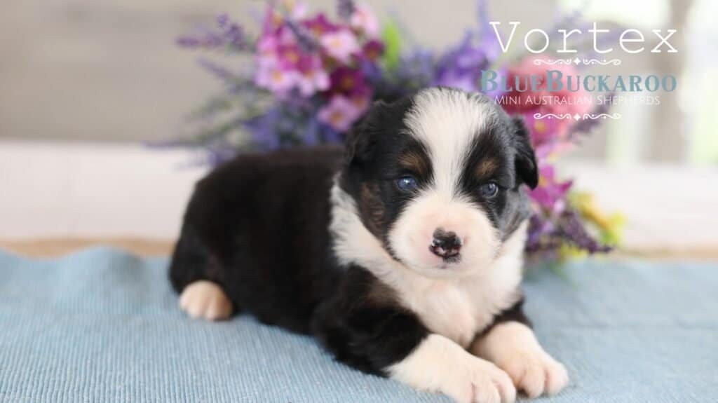 Cute Mini Aussie puppy with black and white coat and blue eyes.