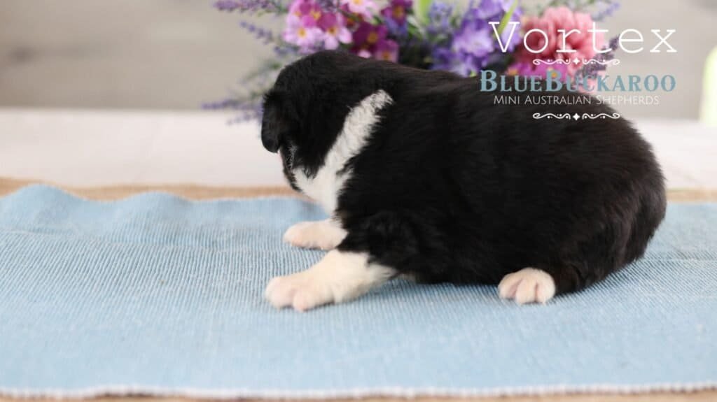 Adorable black and white Mini Aussie puppy sitting on a blue blanket.