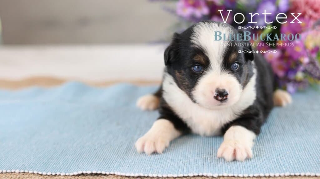 Adorable Mini Aussie puppy lying on a blue blanket.