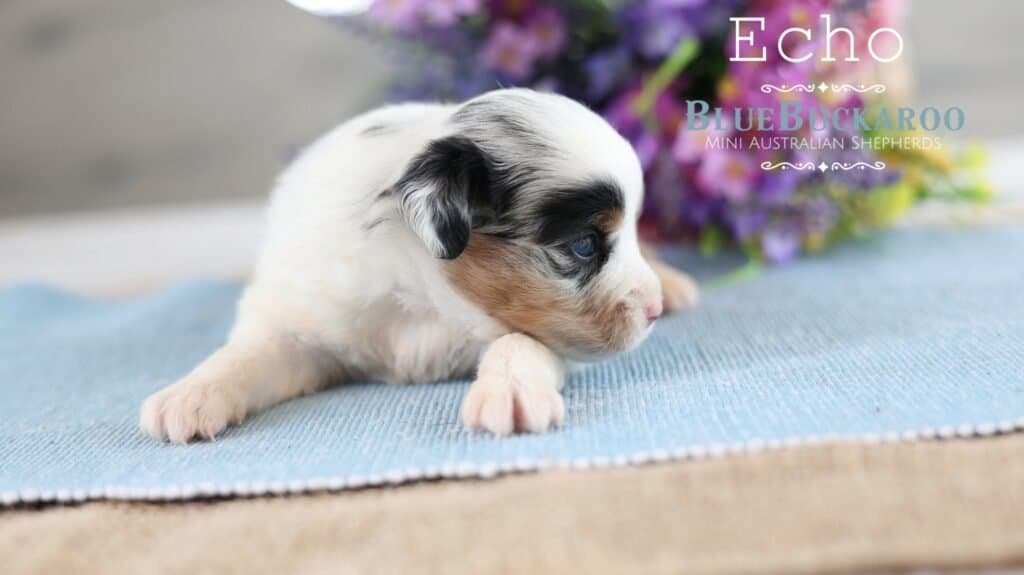 Adorable Mini Aussie puppy Echo lying on a blue mat.