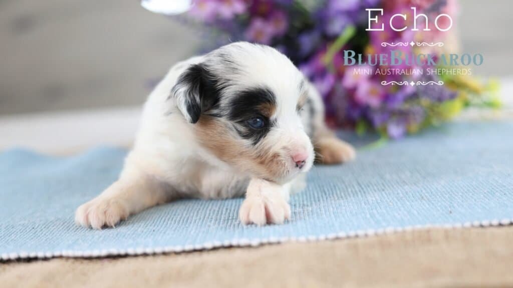 Adorable Mini Aussie puppy Echo lying on a blue mat with flowers in the background.