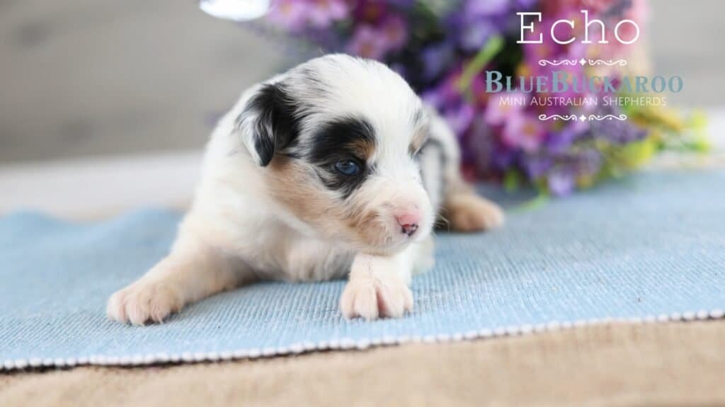 Adorable Mini Aussie puppy Echo with blue eyes on a blue mat.