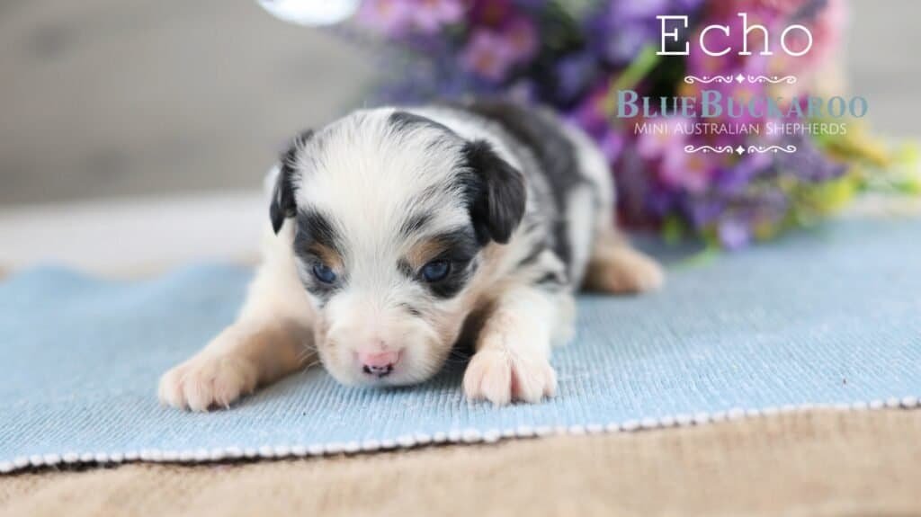 Adorable Mini Aussie puppy Echo lying on a blue mat.