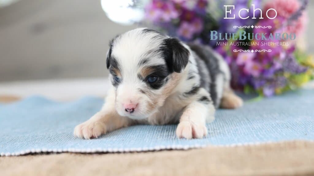 Adorable Mini Aussie puppy Echo lying on a blue blanket.
