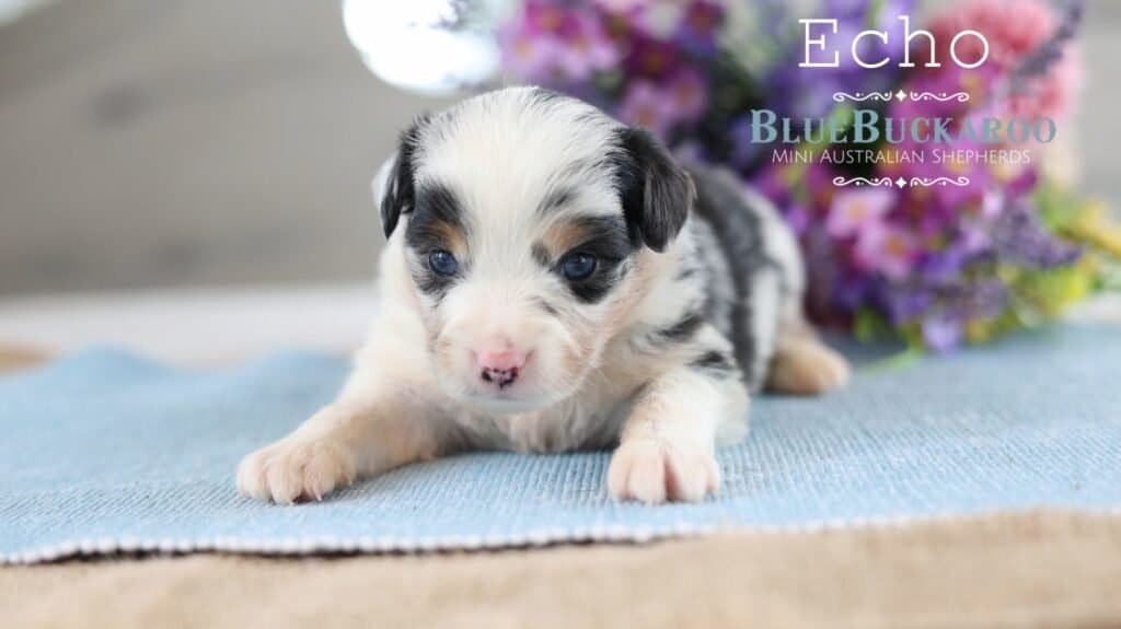 Adorable Mini Aussie puppy Echo lying on a blue blanket.