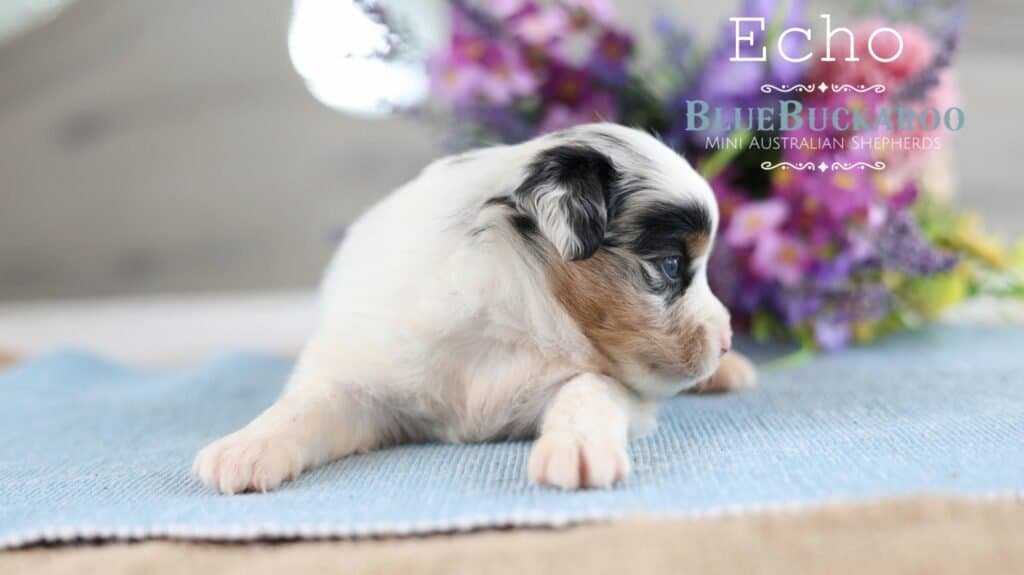 Cute Mini Aussie puppy lying on a blue mat with flowers in the background.