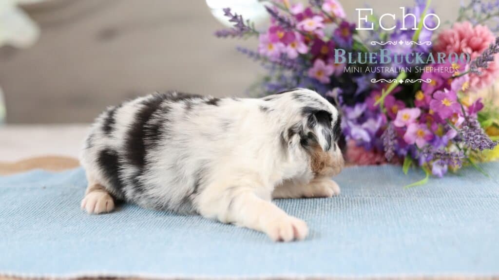 Adorable Mini Aussie puppy lying on a blue mat with colorful flowers in the background.