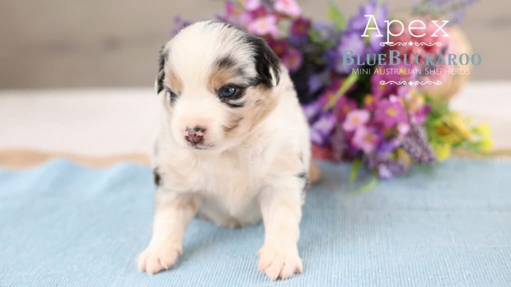 Adorable Mini Aussie puppy with blue eyes and merle coat.