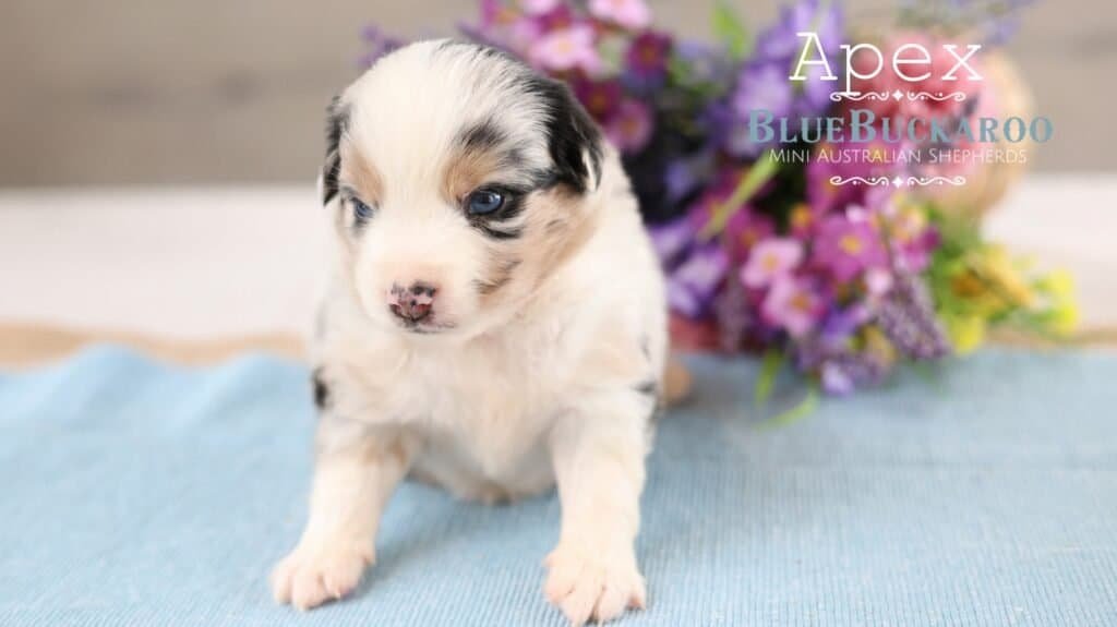 Adorable Mini Aussie puppy with blue eyes and merle coat.