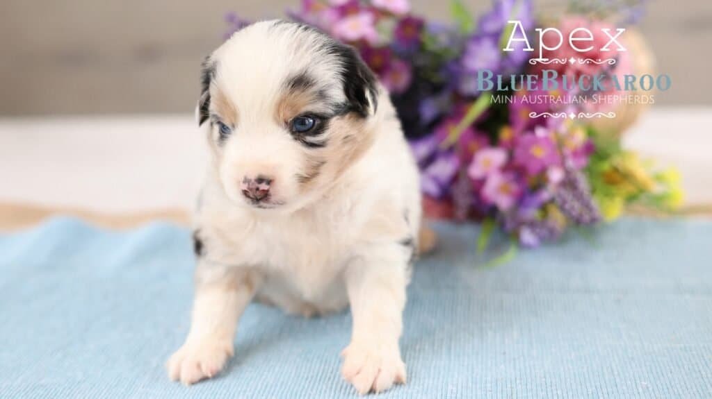 Adorable Mini Aussie puppy with blue eyes and black and white coat.