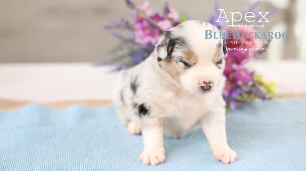 Adorable Mini Aussie puppy with merle coat and blue eyes.