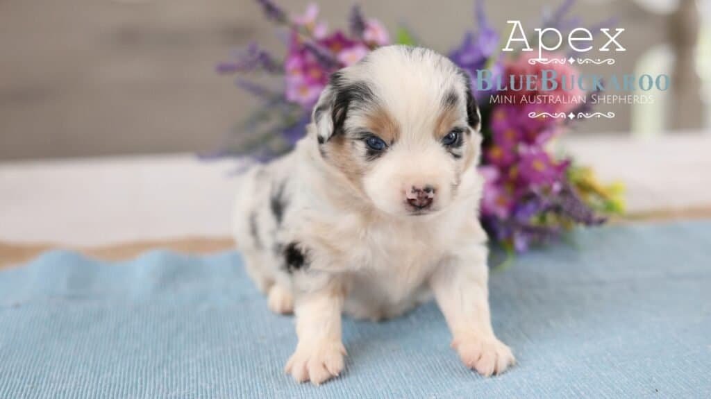 Adorable Mini Aussie puppy with blue eyes and merle coat.