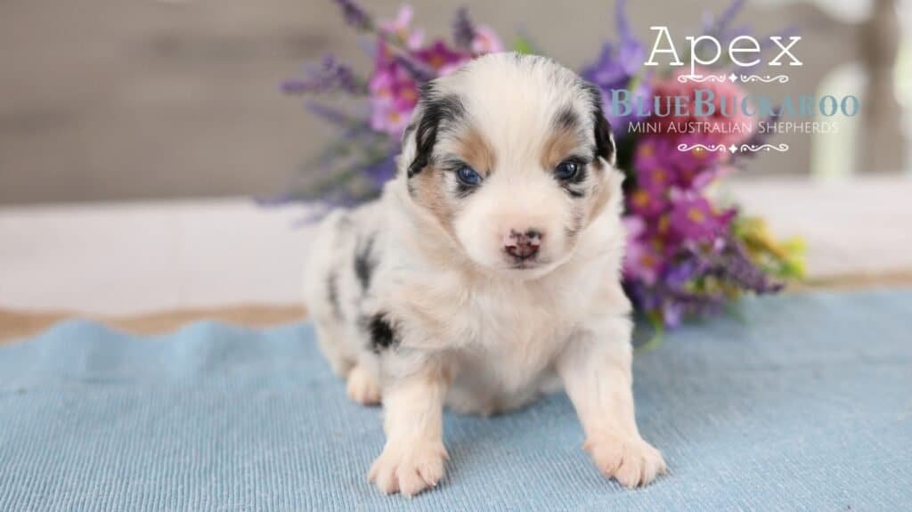 Adorable Mini Aussie puppy with blue eyes and merle coat.