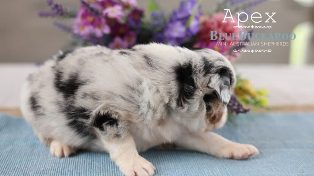 Adorable Mini Aussie puppy with merle coat lying on blue blanket.