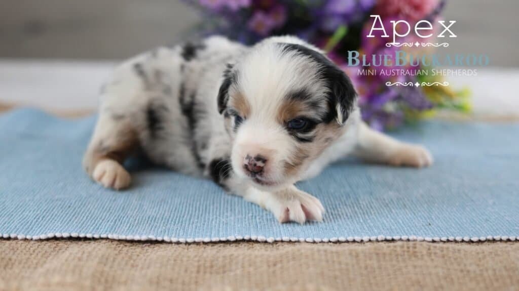 Adorable Mini Aussie puppy lying on a blue mat.