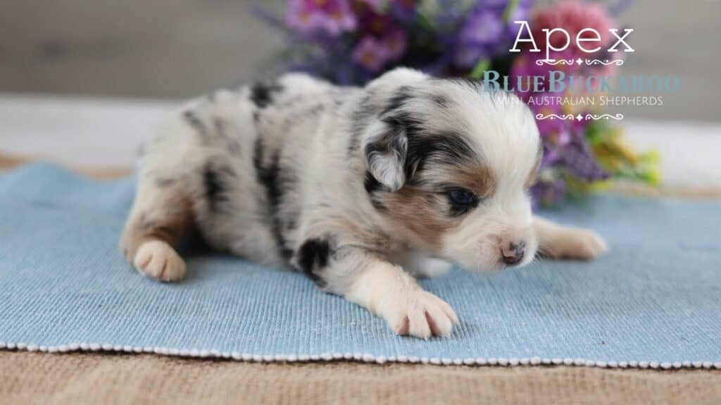 Adorable Mini Aussie puppy lying on a blue mat with purple flowers in the background.