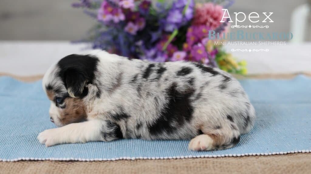 Adorable Mini Aussie puppy lying on a blue mat with purple flowers in background.