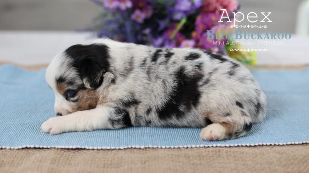 Adorable Mini Aussie puppy lying on a blue blanket with purple flowers in the background.