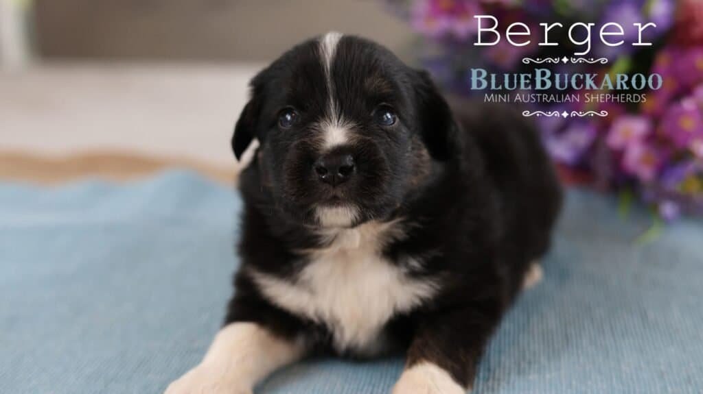 Cute black and white Mini Aussie puppy lying on a blue blanket.