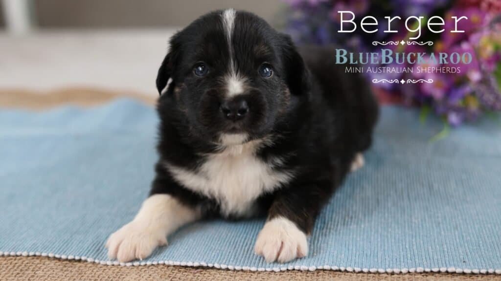 Cute black and white Mini Aussie puppy lying on a blue mat.