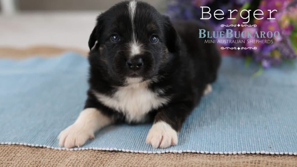 Cute black and white Mini Aussie puppy lying on a blue blanket.