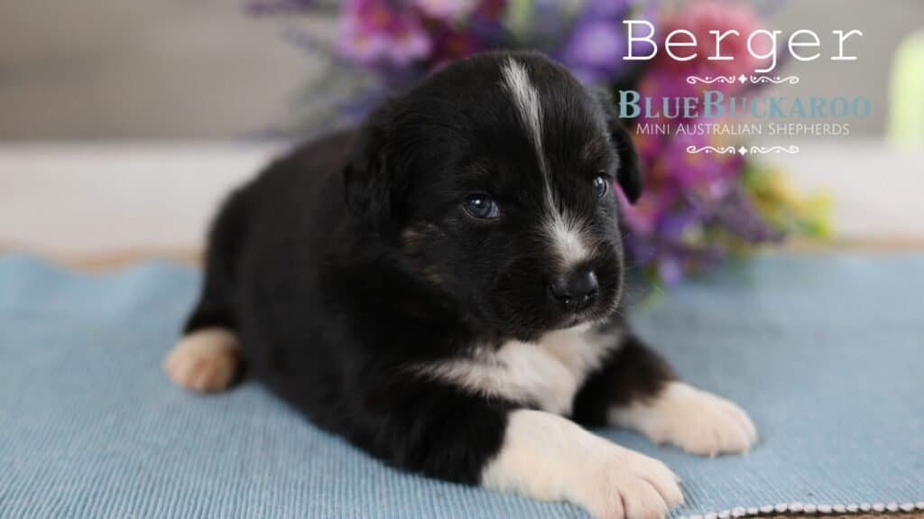 Adorable black and white Mini Aussie puppy lying on a blue blanket.