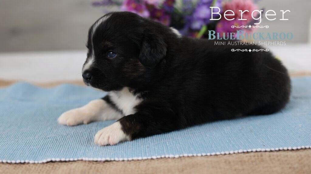 Black and white Mini Aussie puppy lying on a blue mat.