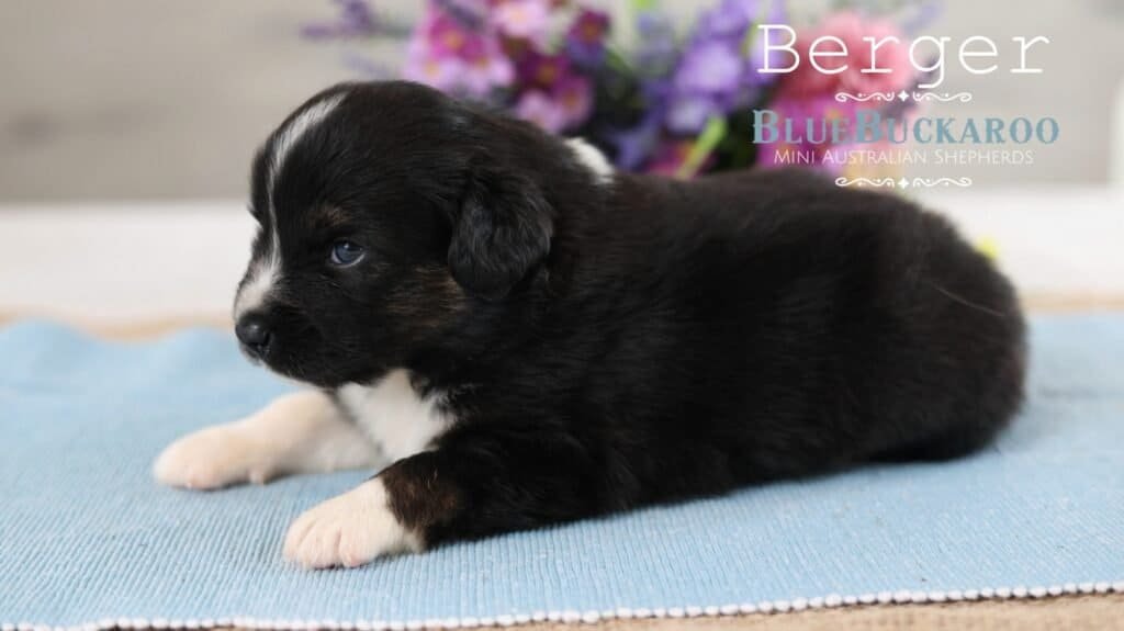 Adorable black and white Mini Aussie puppy lying on a blue mat.
