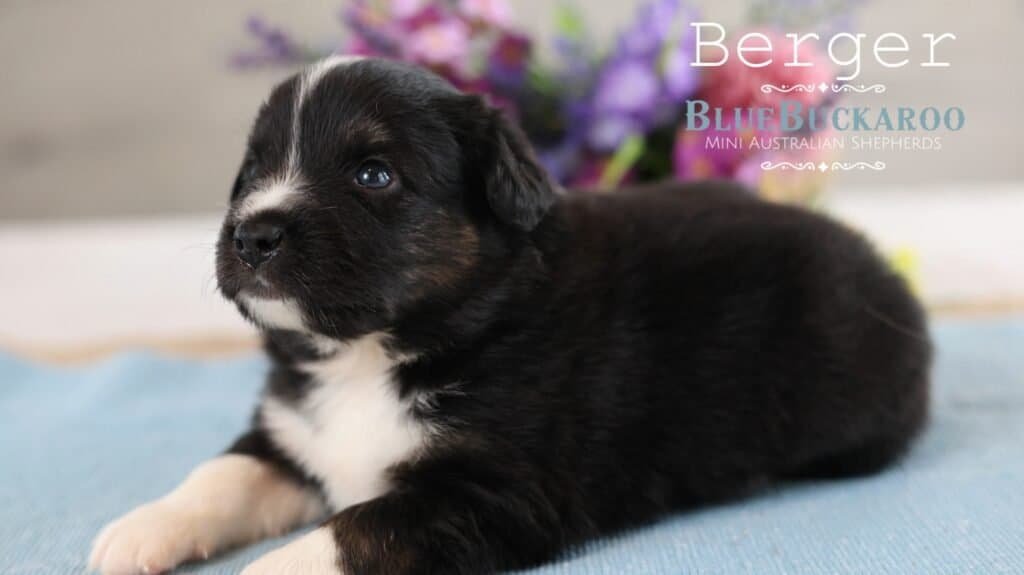 Adorable black and white Mini Aussie puppy lying down.