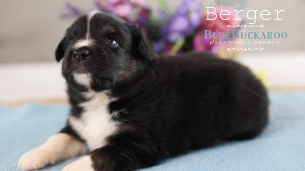 Adorable Mini Aussie puppy with black and white fur lying on a blue blanket.