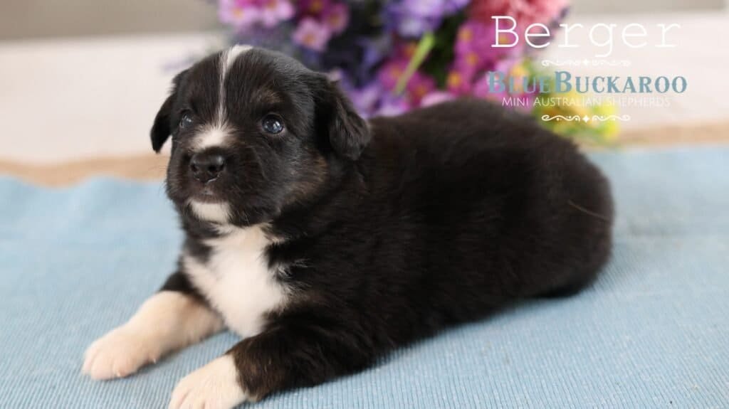 Adorable black and white Mini Aussie puppy lying on a blue blanket.